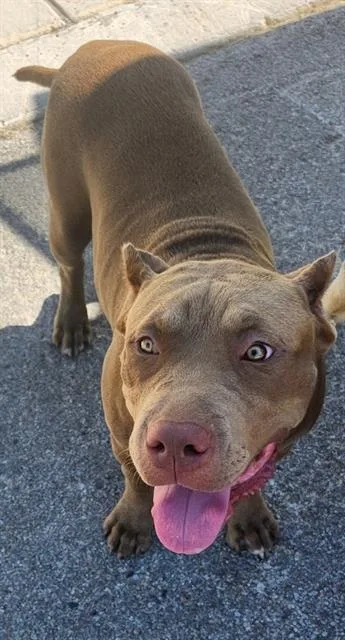 A young medium-sized female American Staffordshire Terrier dog named Sunflower for adoption in San Antonio, TX