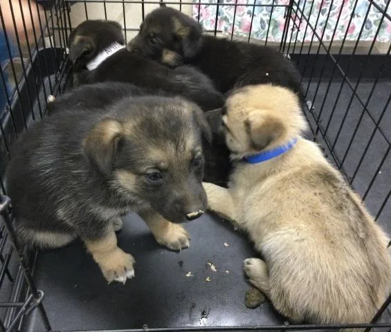 A baby small-sized female German Shepherd Dog dog named Nancy for adoption in Riverside, CA