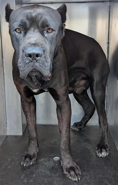 An adult extra large-sized male Cane Corso dog named Pablo for adoption in Ontario, CA