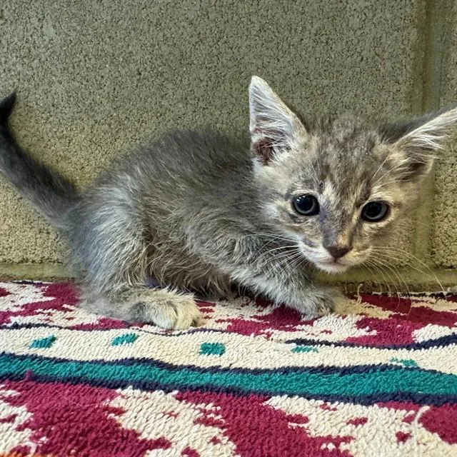 A baby small-sized male Domestic Short Hair cat named Winky for adoption in Riverside, CA