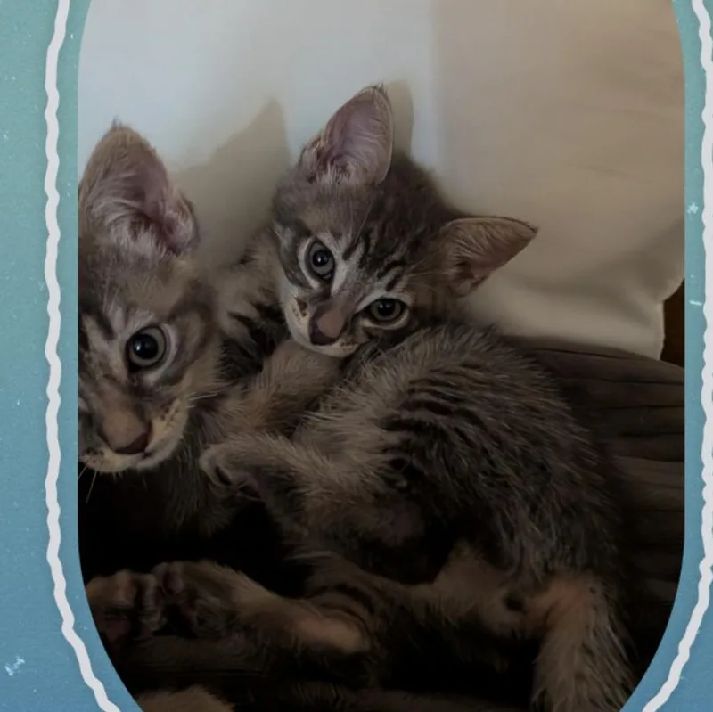 A baby medium-sized female Gray / Blue / Silver Tabby cat named Ash and Ember for adoption in Costa Mesa, CA