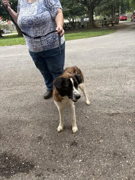 An adult medium-sized female Shepherd dog named Dixie for adoption in Mobile, AL