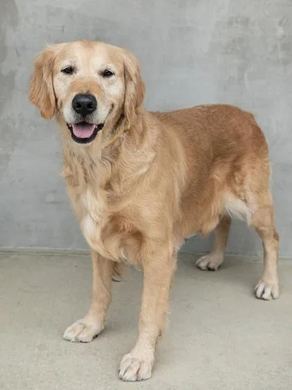 An adult large-sized female Golden Retriever dog named Zyla for adoption in Longmont, CO