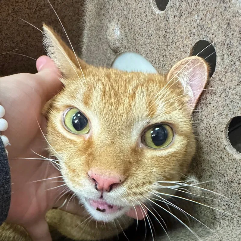An adult large-sized male Orange / Red Domestic Short Hair cat named Timothy for adoption in Birmingham, AL