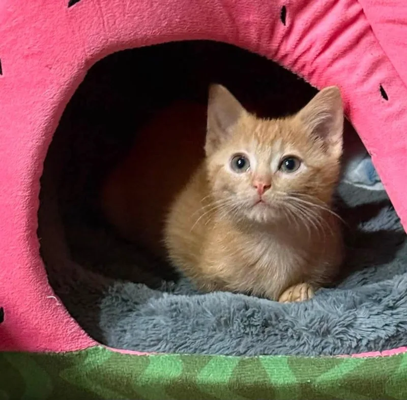 A baby medium-sized female Orange / Red Domestic Short Hair cat named Mosey for adoption in Sioux City, IA