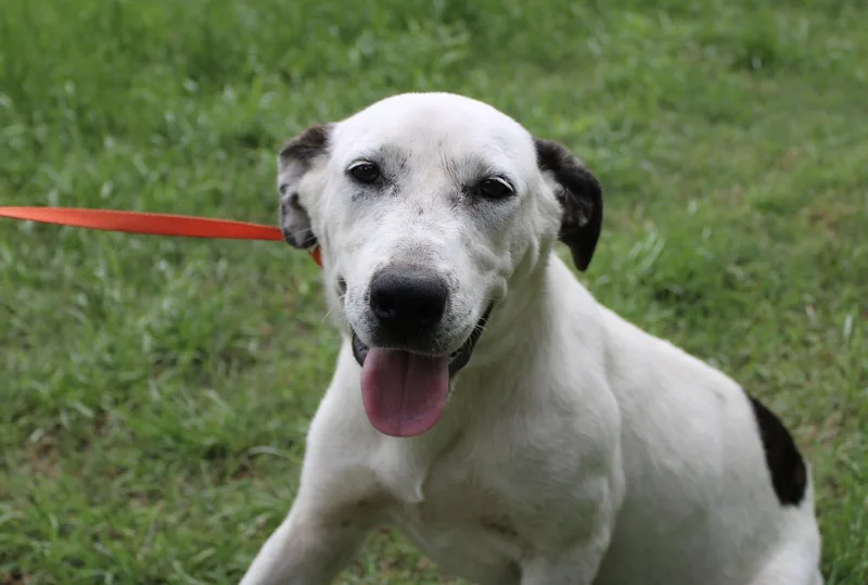 A young medium-sized female Brindle Hound dog named Anna Banana for adoption in Tuttle, OK