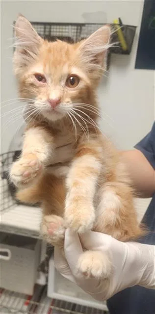 A baby small-sized male Domestic Medium Hair cat named A for adoption in Bakersfield, CA
