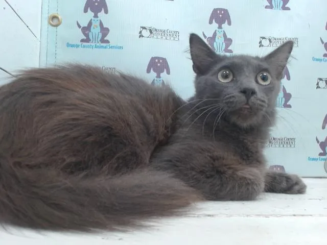 A young medium-sized male Domestic Medium Hair cat named Gravy for adoption in Orlando, FL