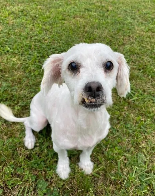 An adult small-sized male Maltese dog named Lindon for adoption in Castaic, CA