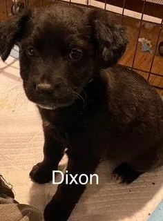 Dixon