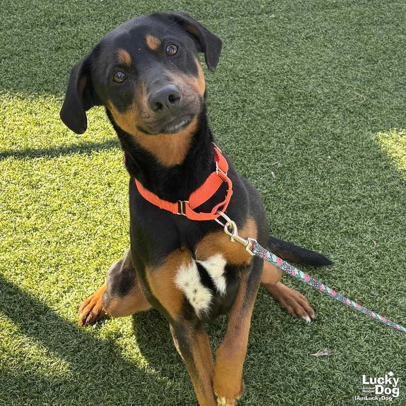 Lilly Ann thumbnail 2