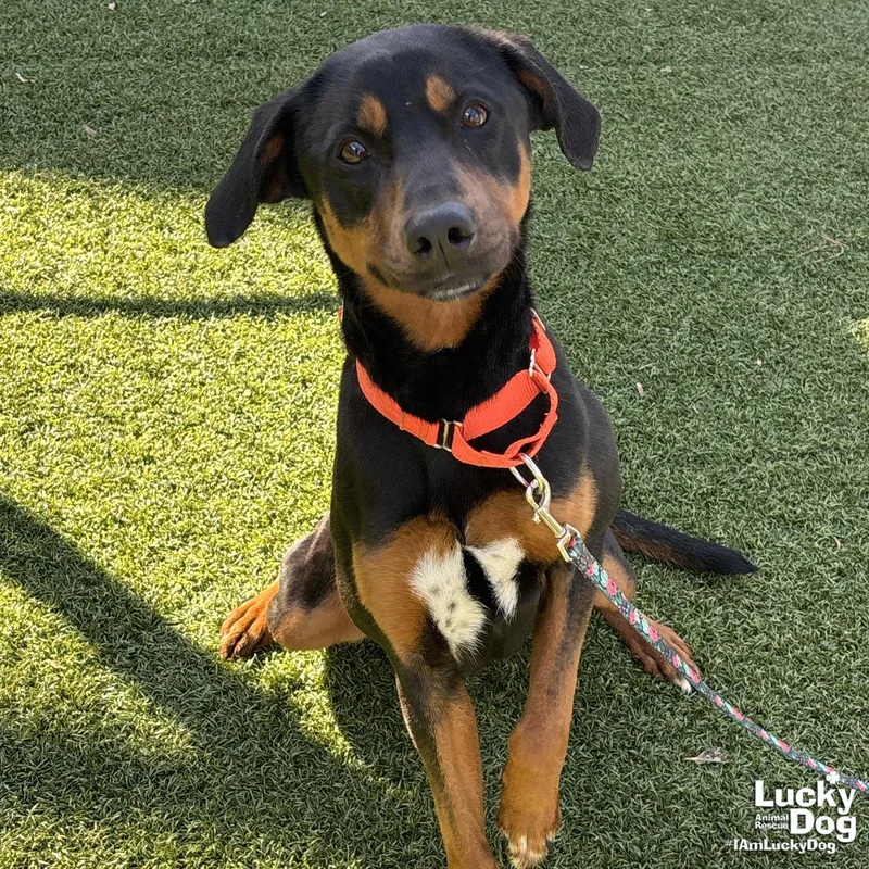 Lilly Ann thumbnail 3