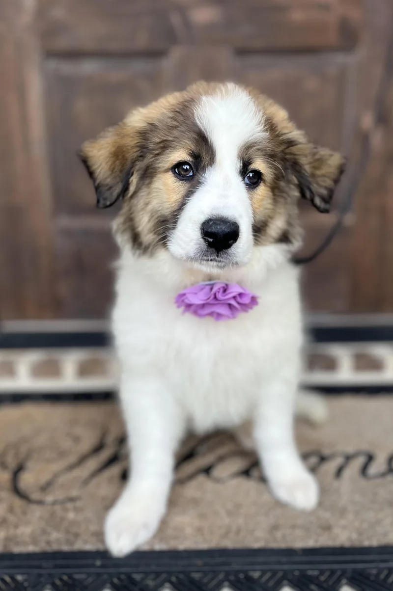 Marigold thumbnail 2