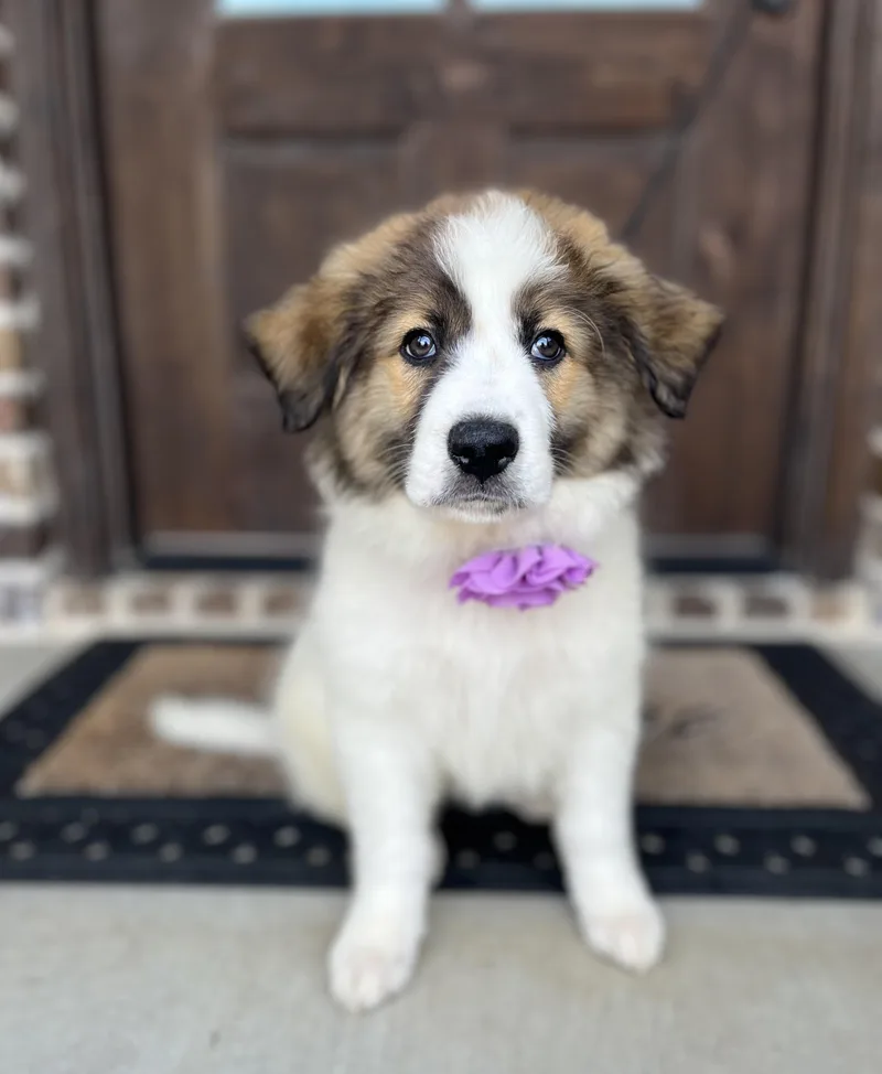 Marigold thumbnail 3