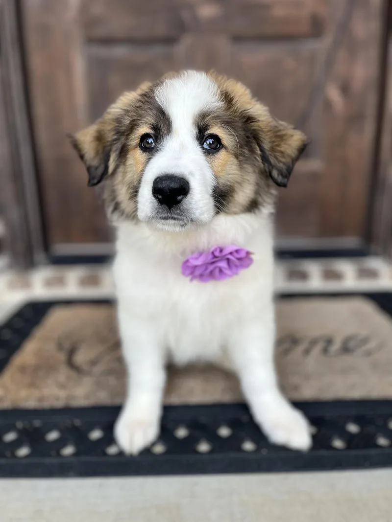 Marigold thumbnail 4