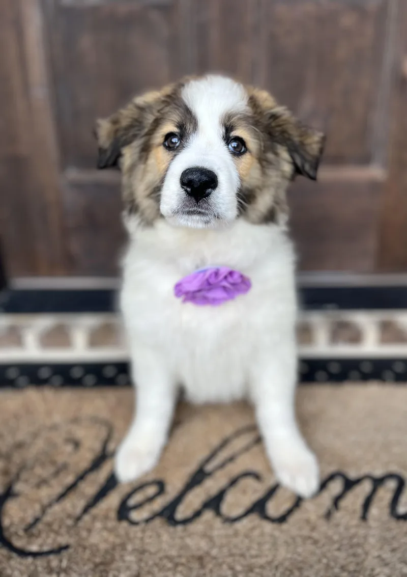 Marigold thumbnail 5