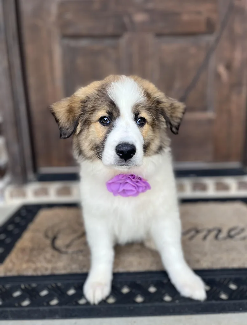A baby medium-sized female Australian Shepherd dog named Marigold for adoption in University Place, WA