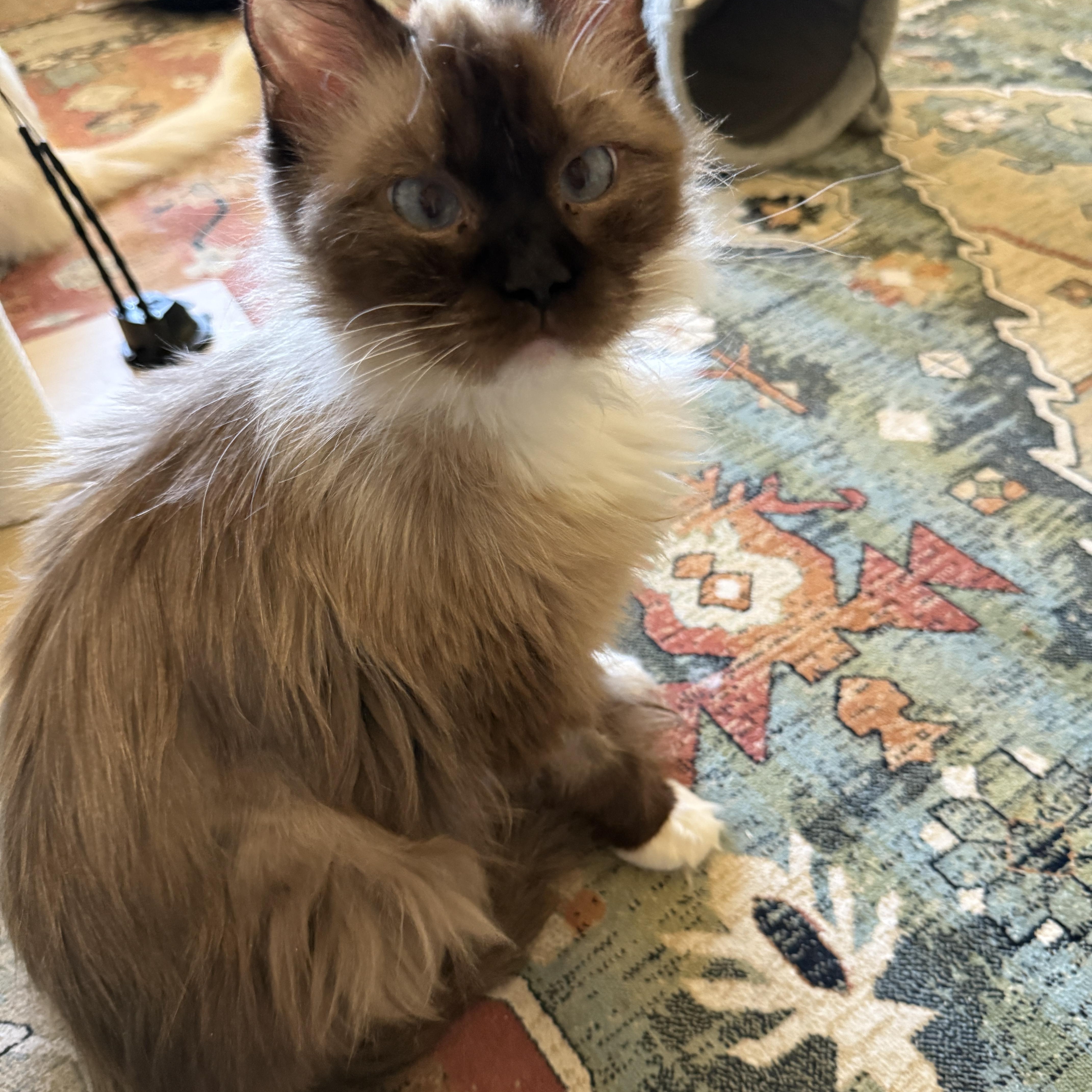 An adult medium-sized female Ragdoll cat named Athena for adoption in queen creek, AZ
