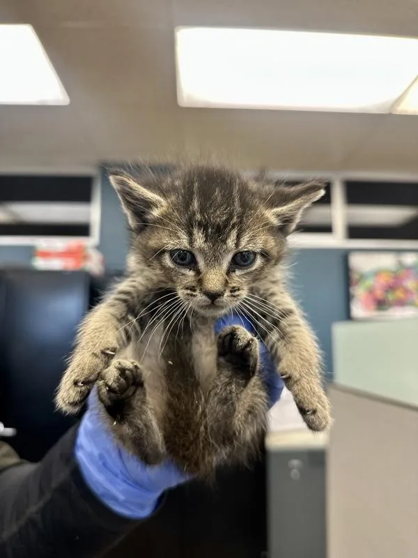 A baby small-sized male American Shorthair cat named Benjamin for adoption in Victorville, CA
