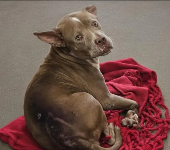 An adult large-sized female Mixed Breed dog named Maggie for adoption in Los Angeles, CA