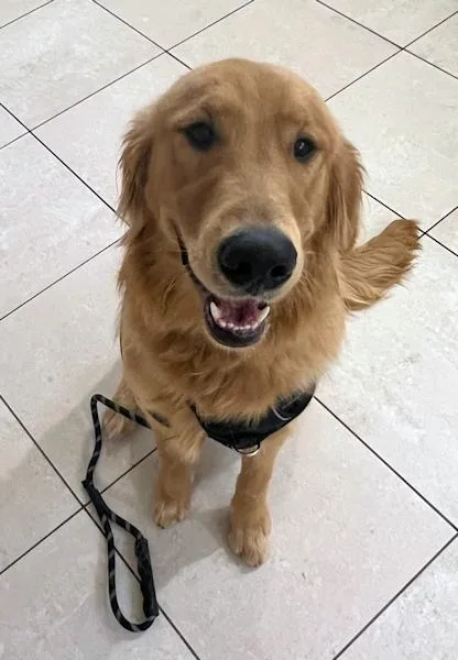 Max The Golden Puppy thumbnail 2