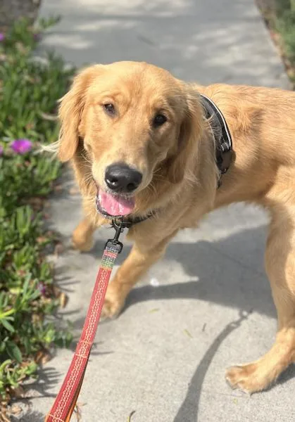 Max The Golden Puppy thumbnail 3