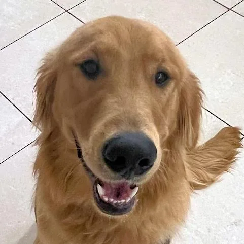 Max The Golden Puppy