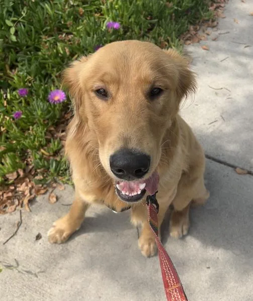 Max The Golden Puppy thumbnail 4