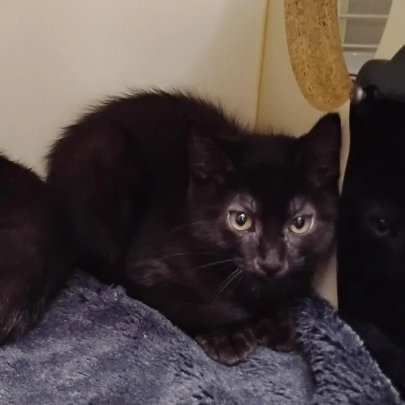 A baby small-sized male Black Domestic Short Hair cat named Spanky for adoption in Newark, DE