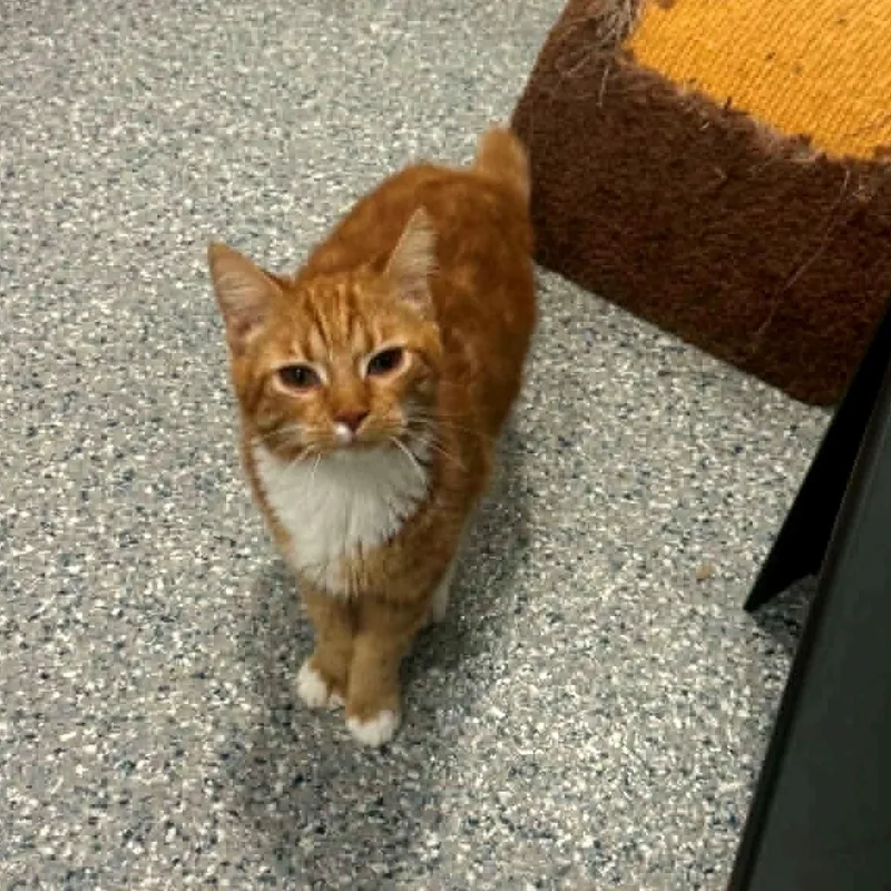 A young small-sized female American Shorthair cat named Rockette for adoption in Danbury, CT
