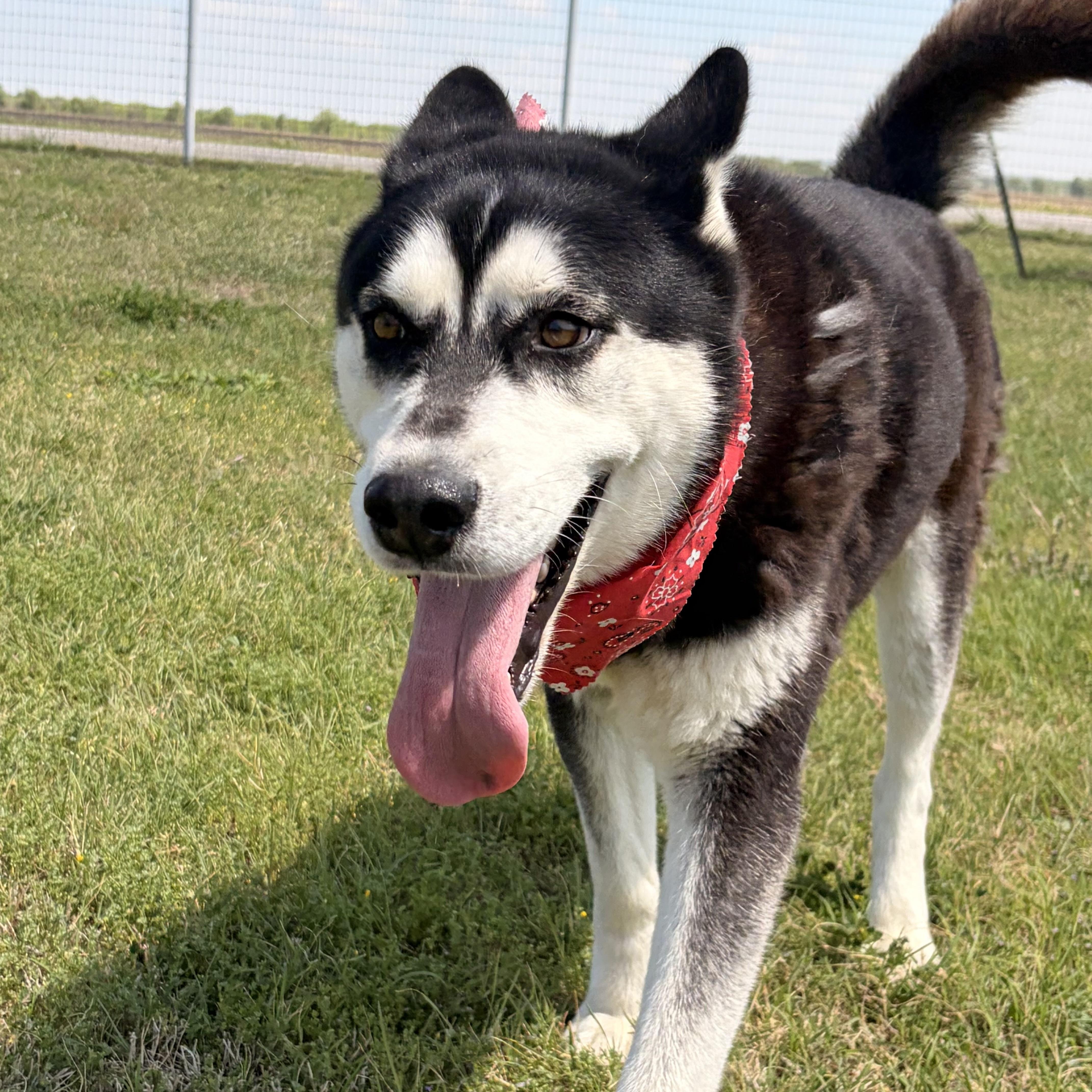 Chewbarka thumbnail 2