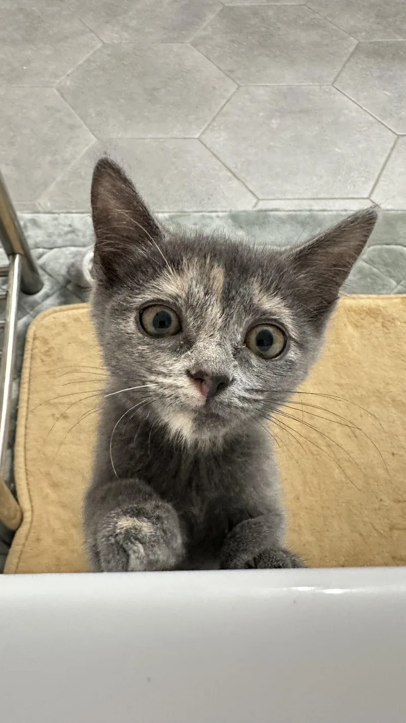 A baby medium-sized female Domestic Short Hair cat named Sully for adoption in Monticello, IN