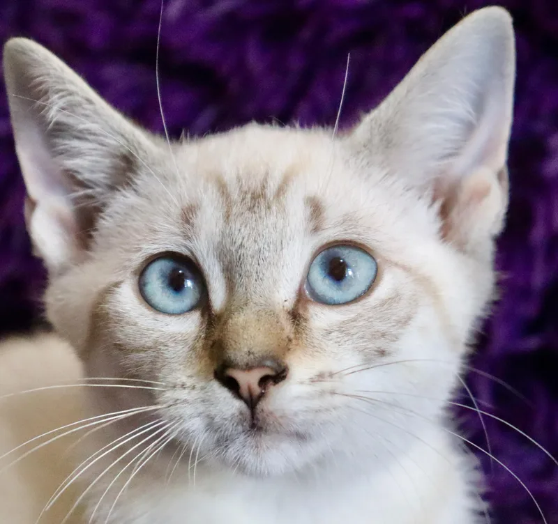 A baby medium-sized male Cream Point Siamese cat named Shane for adoption in Saint Augustine, FL