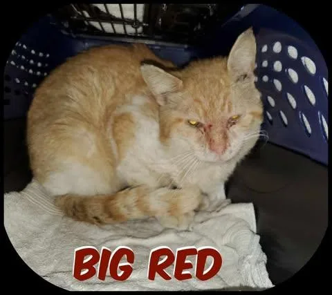 An adult large-sized male Orange & White Domestic Short Hair cat named Big Red for adoption in Keansburg, NJ