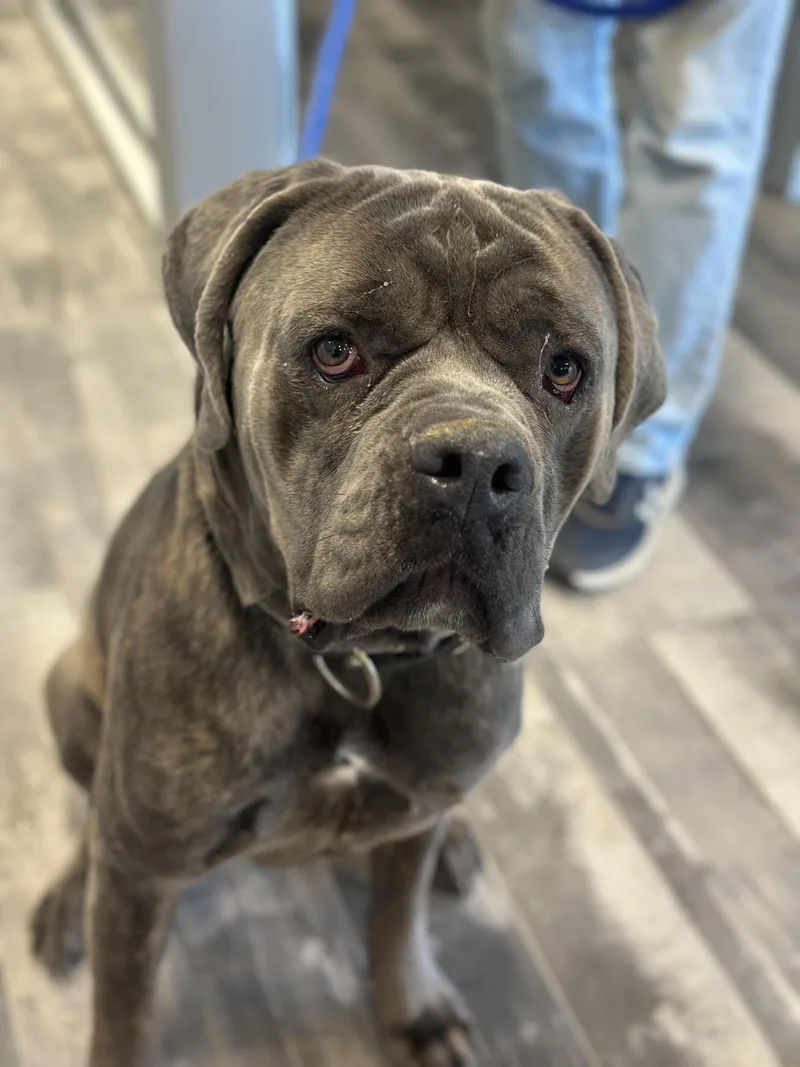 An adult large-sized male Brindle Mastiff dog named Zeus for adoption in Stafford, VA