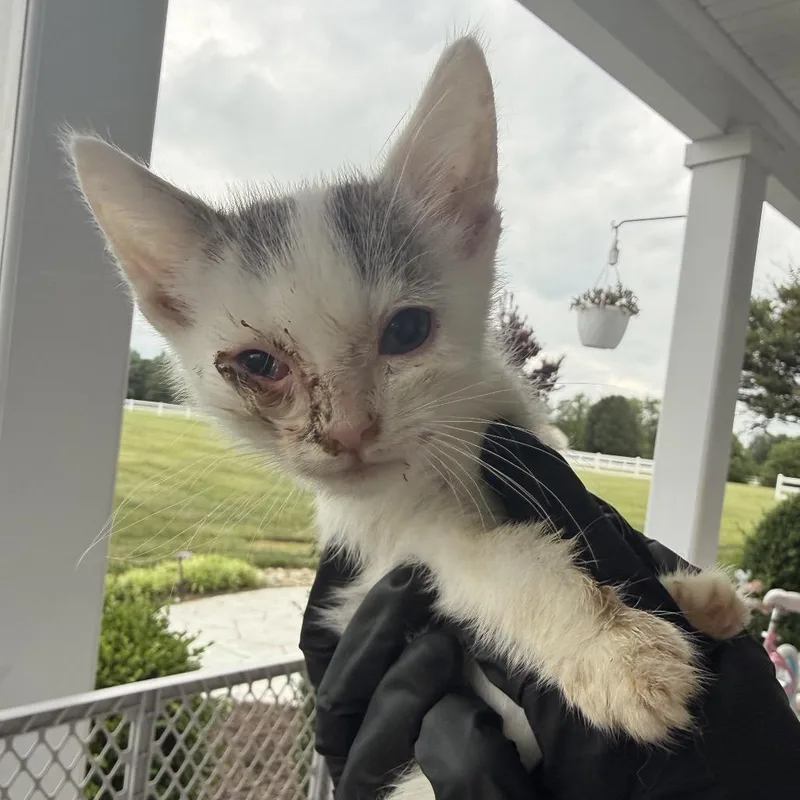 A baby small-sized male White Domestic Short Hair cat named Doodle for adoption in Alexandria, VA