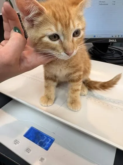 A baby small-sized male Domestic Short Hair cat named Yosemite for adoption in Memphis, TN
