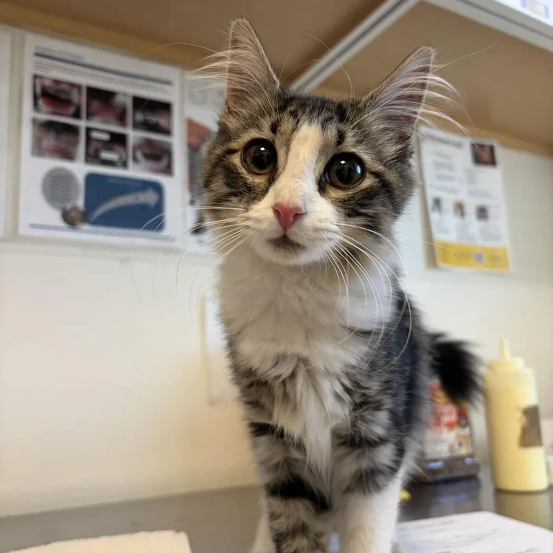 A baby small-sized female Domestic Medium Hair cat named Evelyn for adoption in Rifle, CO