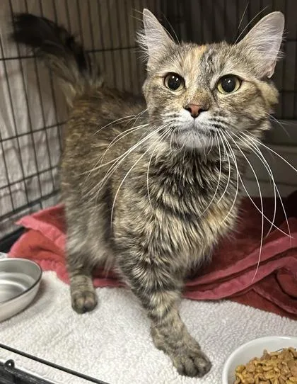 An adult small-sized female Domestic Medium Hair cat named Astraea for adoption in Phoenix, AZ