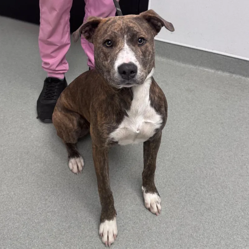 Majestic thumbnail 3