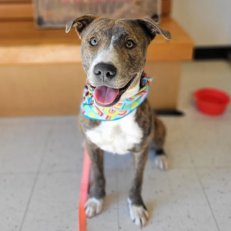 Majestic thumbnail 5