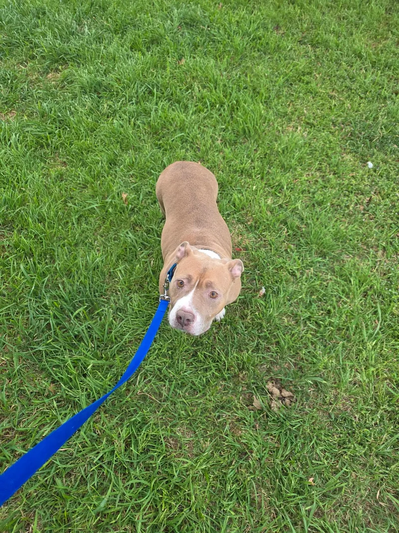 A young medium-sized female American Bully dog named Bella for adoption in Plano, TX