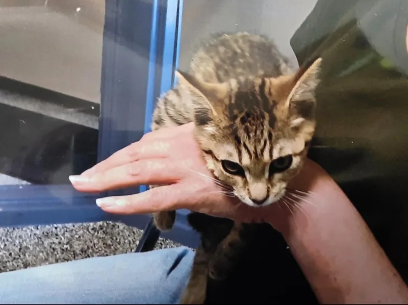 An adult small-sized female Domestic Short Hair cat named Lily for adoption in West Bloomfield, MI