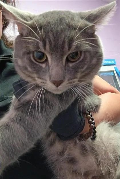 A baby large-sized male Gray / Blue / Silver Domestic Short Hair cat named 61303457 for adoption in El Paso, TX