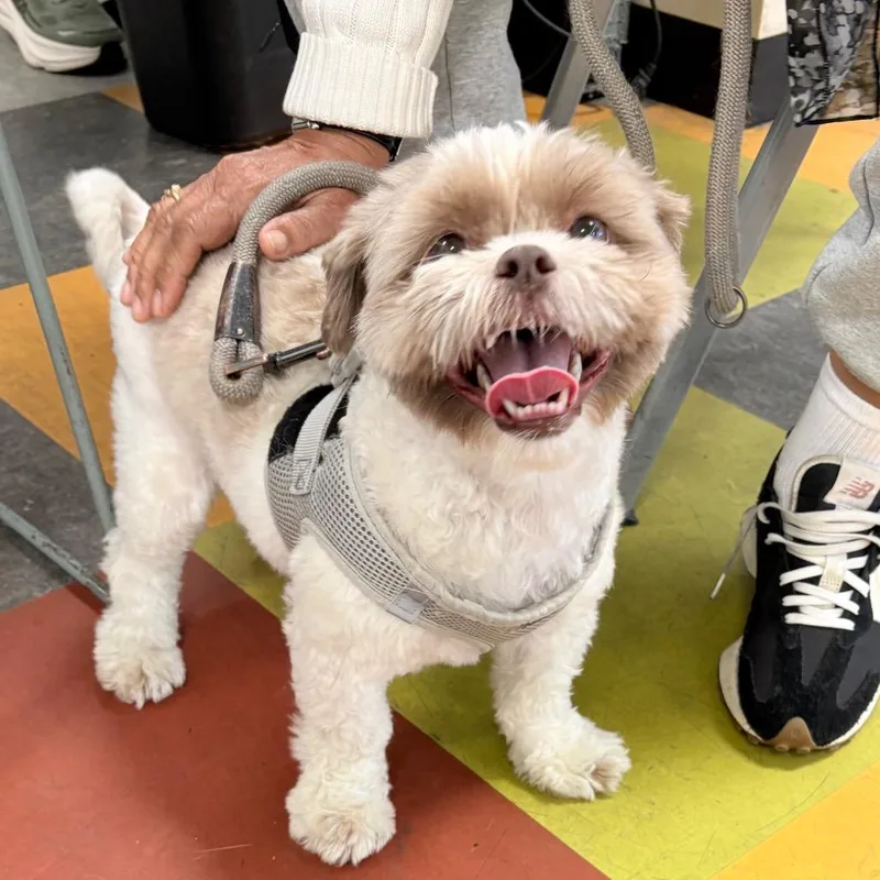 An adult small-sized male White / Cream Mixed Breed dog named Boss Booker for adoption in Philadelphia, PA