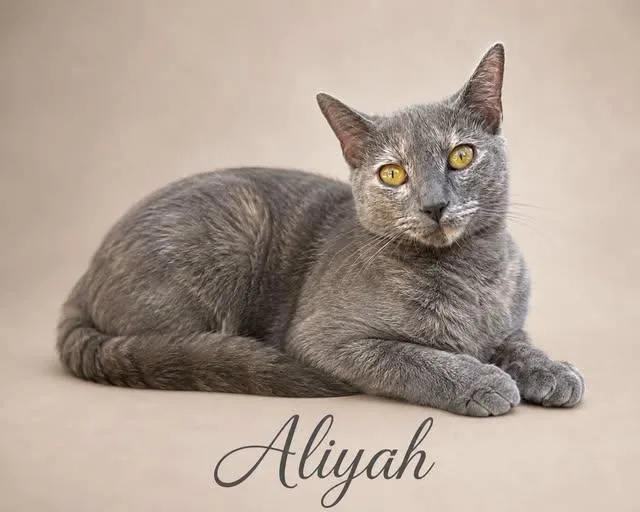 Aliyah