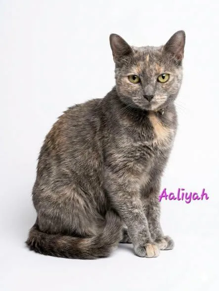Aliyah thumbnail 2
