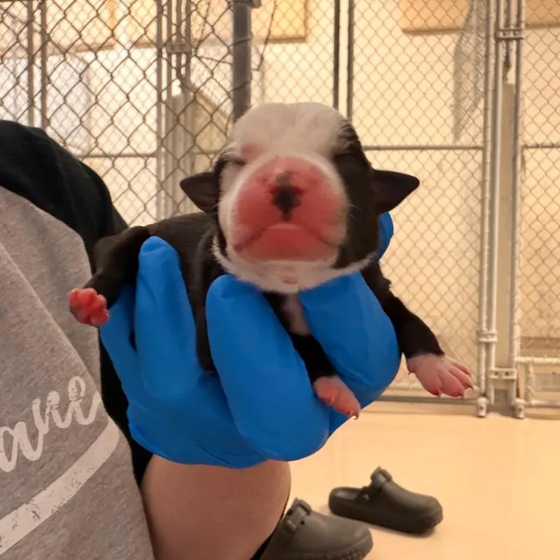 Aubrac thumbnail 2