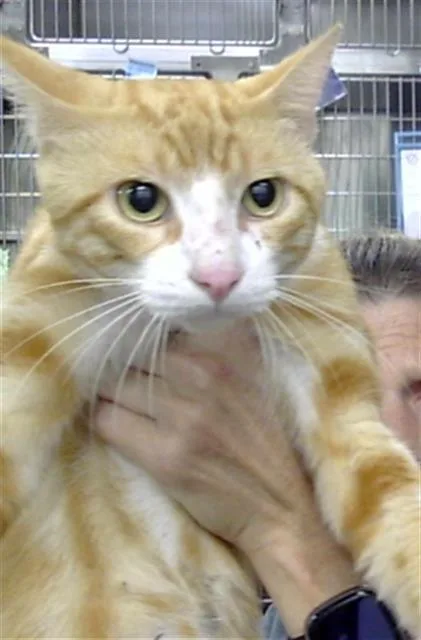 An adult large-sized male Domestic Short Hair cat named Yosemite Sam for adoption in Pasadena, TX