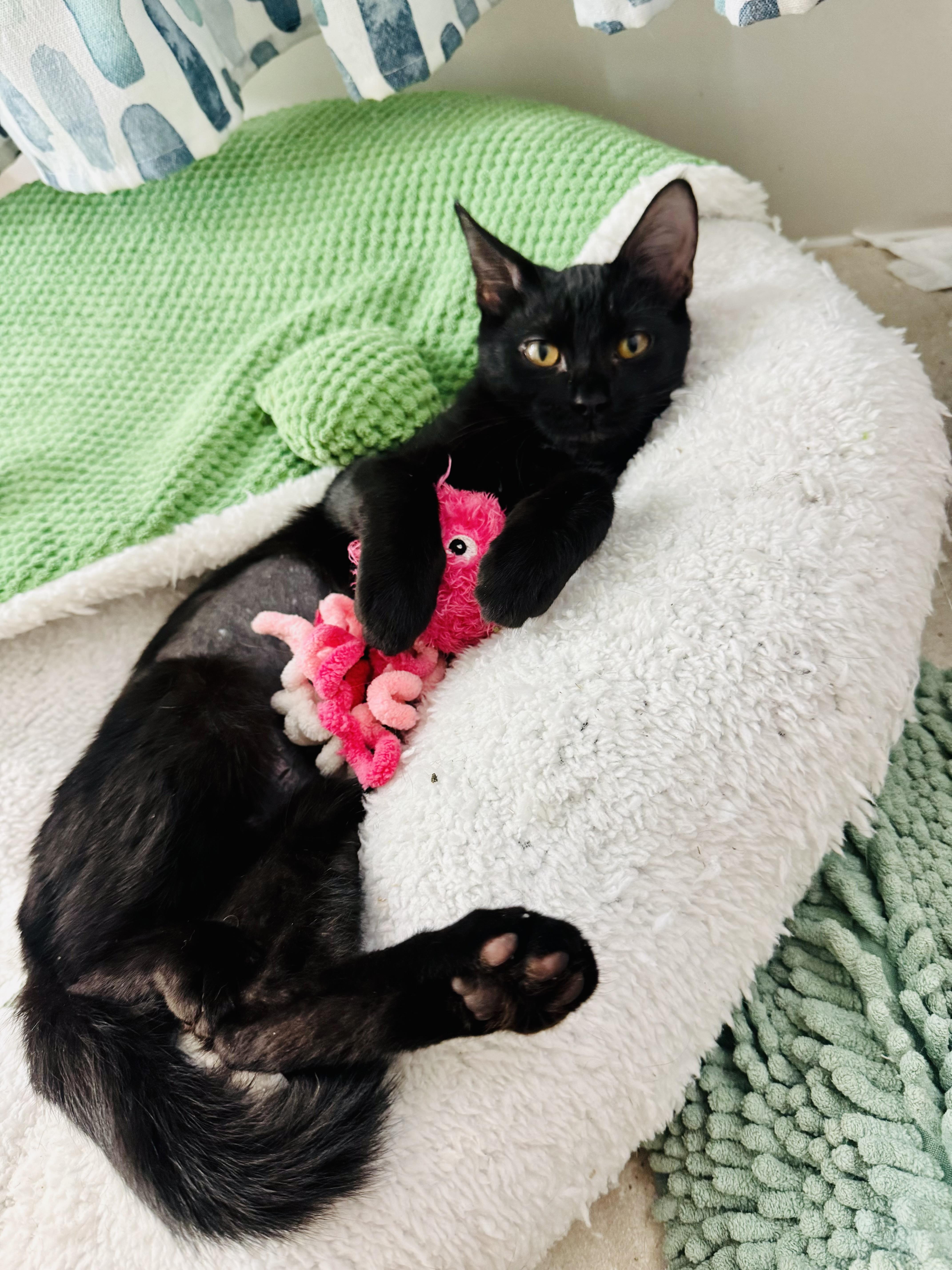 A baby medium-sized female Black Domestic Short Hair cat named Mosley for adoption in Metairie, LA